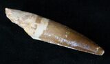 Spinosaurus Tooth With Beautiful Enamel #15873-2
